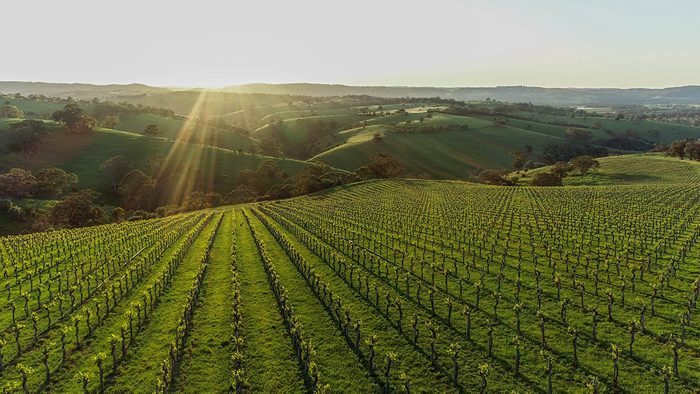 Panomaric view of vineyard and hills 